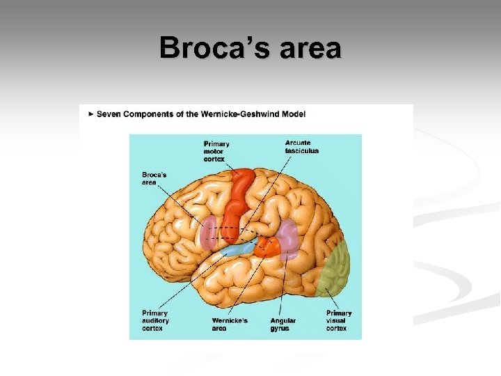 Broca’s area 