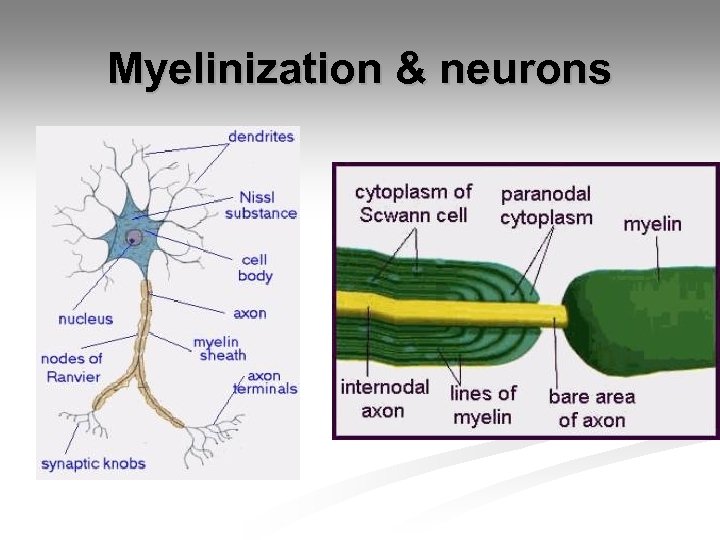 Myelinization & neurons 