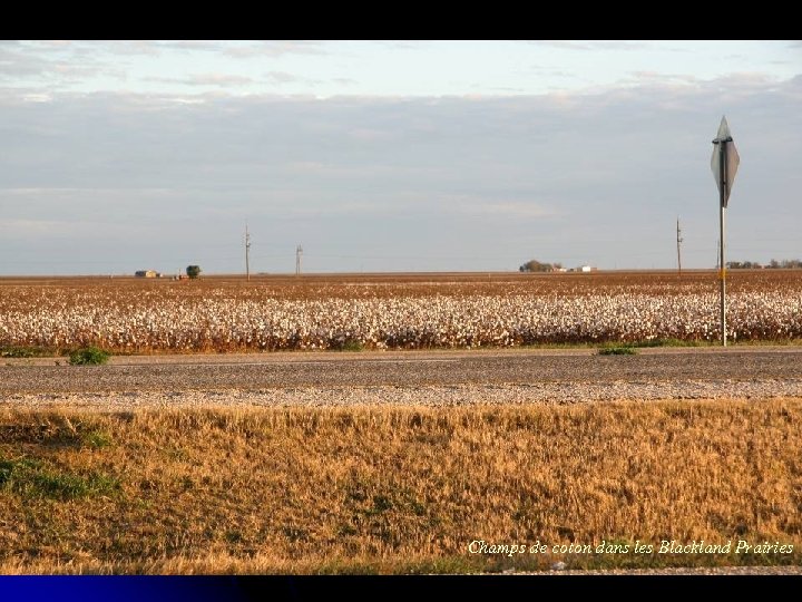 Champs de coton dans les Blackland Prairies 