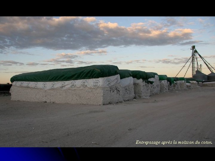 Entreposage après la moisson du coton. 