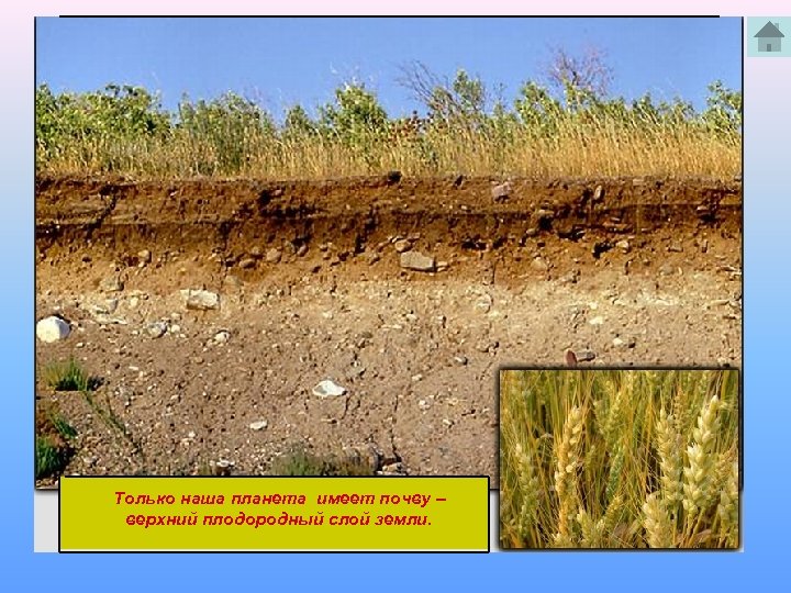 Только наша планета имеет почву – верхний плодородный слой земли. 
