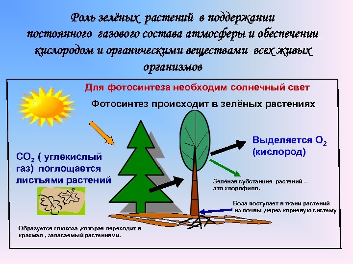Роль зелёных растений в поддержании постоянного газового состава атмосферы и обеспечении кислородом и органическими