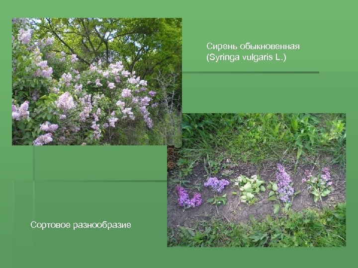 Сирень обыкновенная (Syringa vulgaris L. ) Сортовое разнообразие 