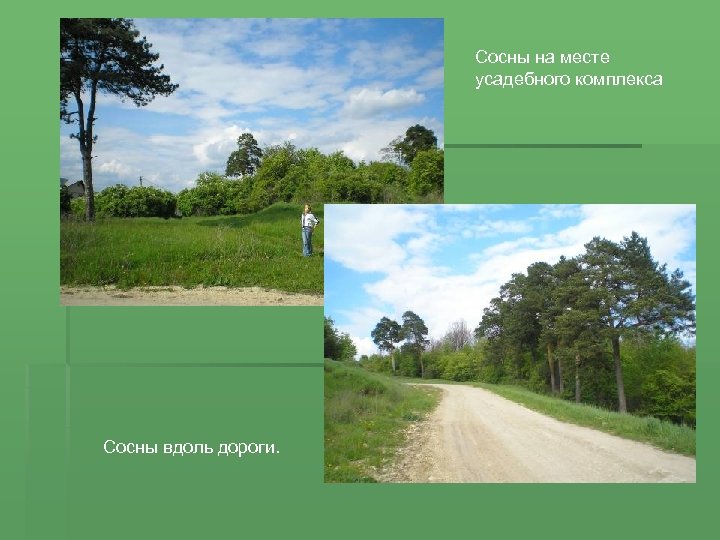 Сосны на месте усадебного комплекса Сосны вдоль дороги. 