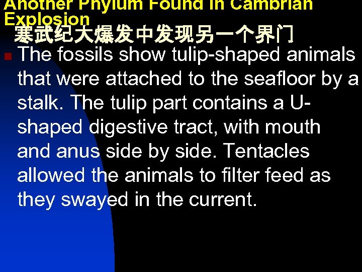 Another Phylum Found in Cambrian Explosion 寒武纪大爆发中发现另一个界门 n The fossils show tulip-shaped animals that