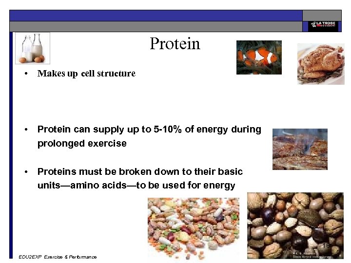 Protein • Makes up cell structure • Protein can supply up to 5 -10%