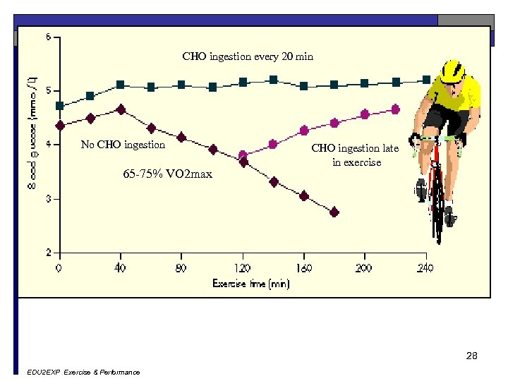 CHO ingestion every 20 min No CHO ingestion 65 -75% VO 2 max CHO