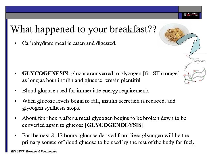 What happened to your breakfast? ? • Carbohydrate meal is eaten and digested, •