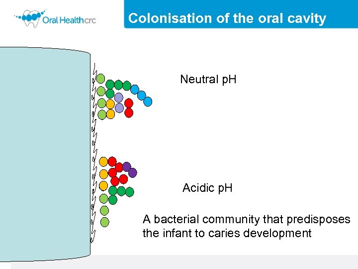 Colonisation of the oral cavity Neutral p. H Acidic p. H A bacterial community