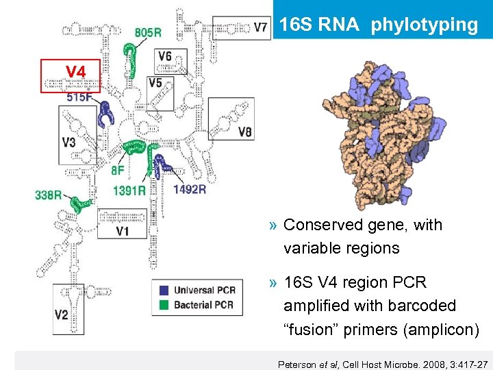 16 S RNA phylotyping V 4 » Conserved gene, with variable regions » 16