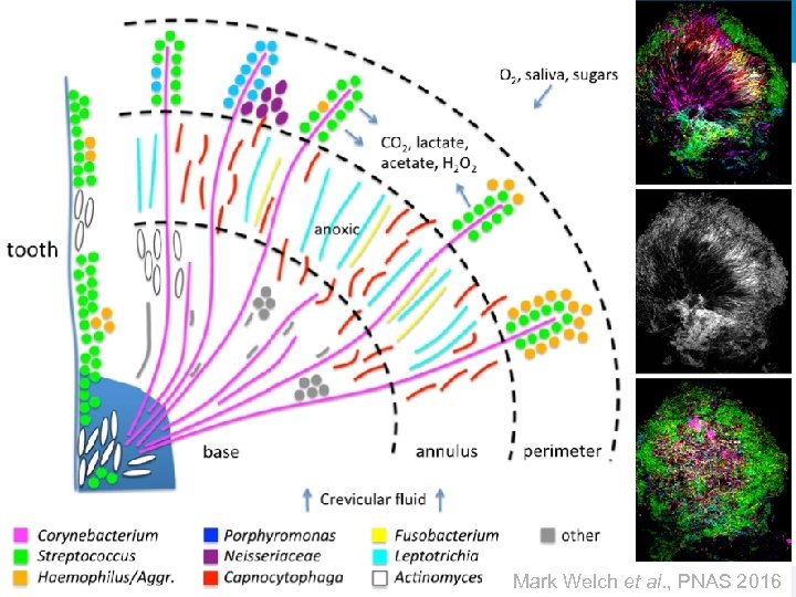 Mark Welch et al. , PNAS 2016 