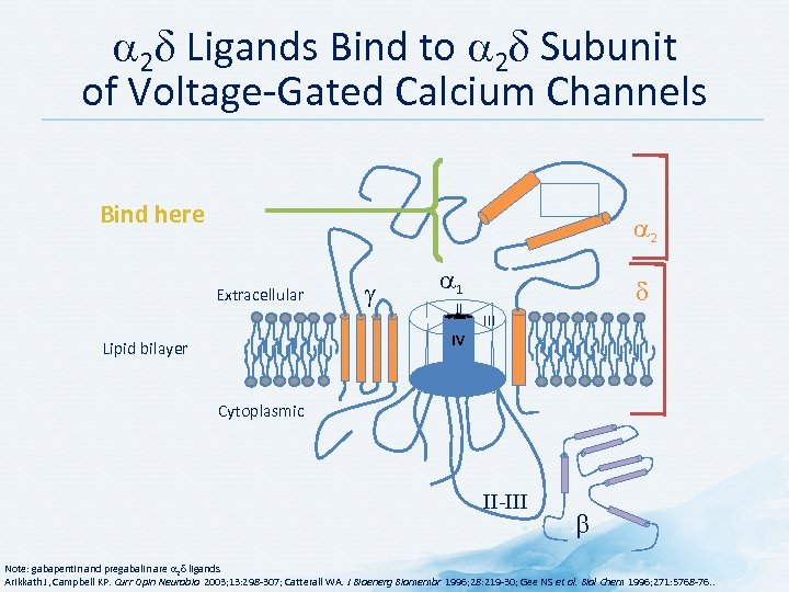 2 Ligands Bind to 2 Subunit of Voltage-Gated Calcium Channels Bind here 2