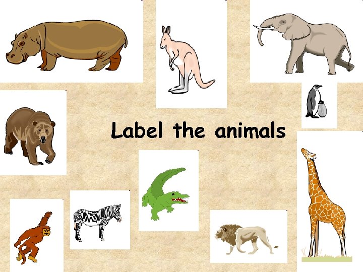Label the animals 