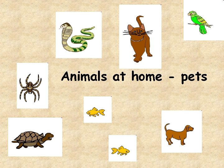 Animals at home - pets 