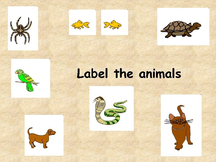 Label the animals 