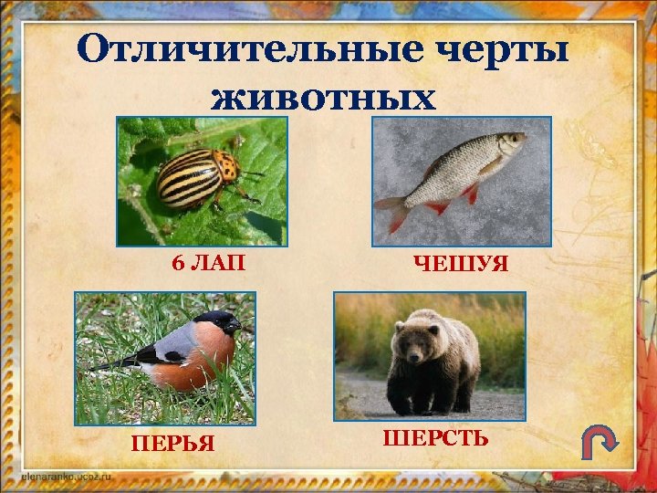 Отличительные черты животных 6 ЛАП ПЕРЬЯ ЧЕШУЯ ШЕРСТЬ 