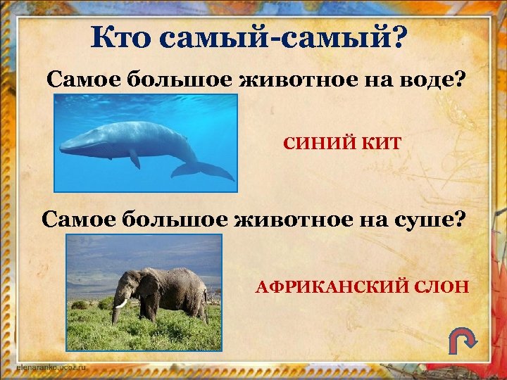 Кто самый-самый? Самое большое животное на воде? СИНИЙ КИТ Самое большое животное на суше?