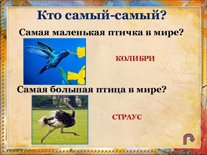 Кто самый-самый? Самая маленькая птичка в мире? КОЛИБРИ Самая большая птица в мире? СТРАУС