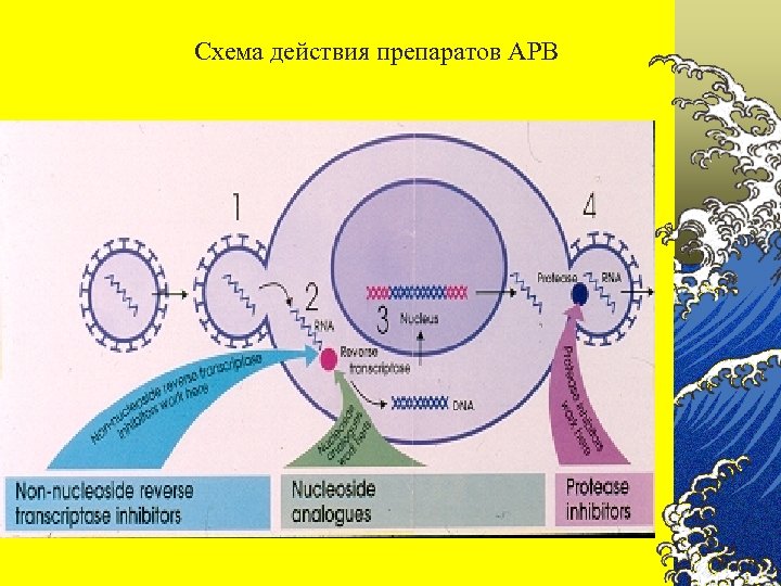 Схема действия препаратов АРВ 