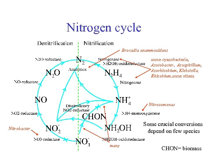 Nitrogen cycle Brocadia anammoxidans some cyanobacteria, Azotobacter, Azospirillum, Azorhizobium, Klebsiella, Rhizobium, some others Nitrosomonas