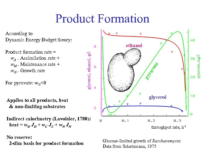 Product Formation According to Dynamic Energy Budget theory: For pyruvate: w. G<0 Applies to