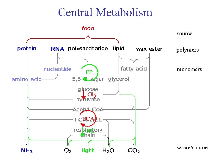 Central Metabolism source polymers monomers waste/source 