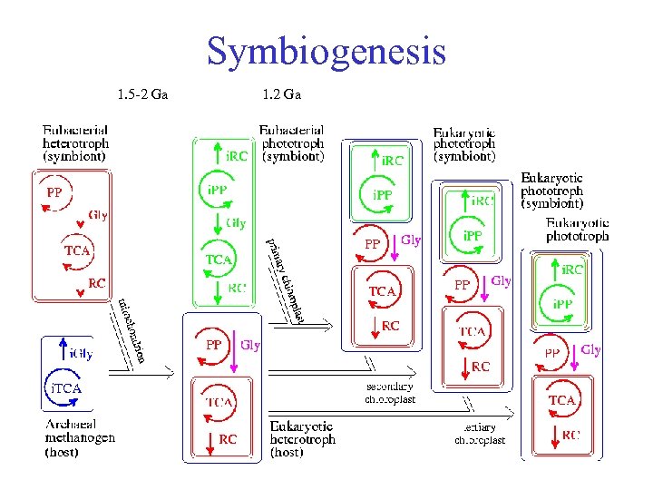 Symbiogenesis 1. 5 -2 Ga 1. 2 Ga 