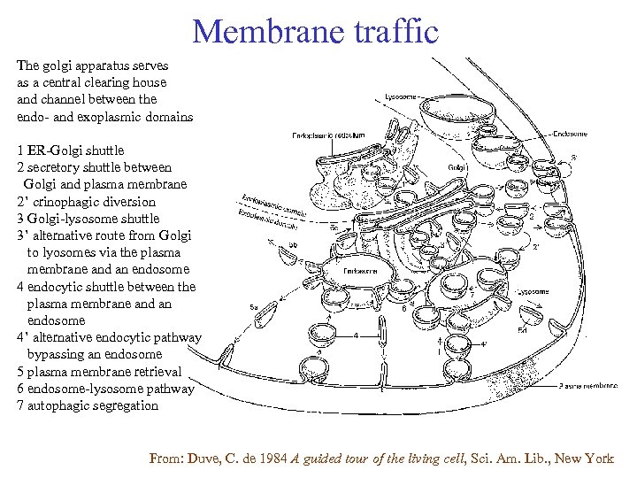 Membrane traffic The golgi apparatus serves as a central clearing house and channel between