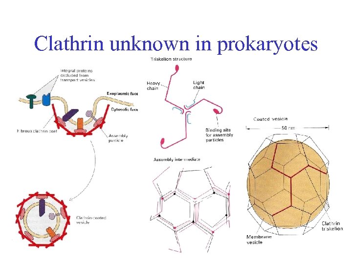 Clathrin unknown in prokaryotes 