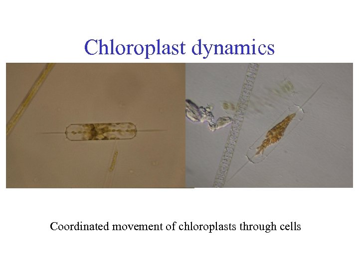 Chloroplast dynamics Coordinated movement of chloroplasts through cells 