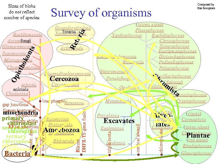 Sizes of blobs do not reflect number of species Survey of organisms chloroplast Amoebozoa