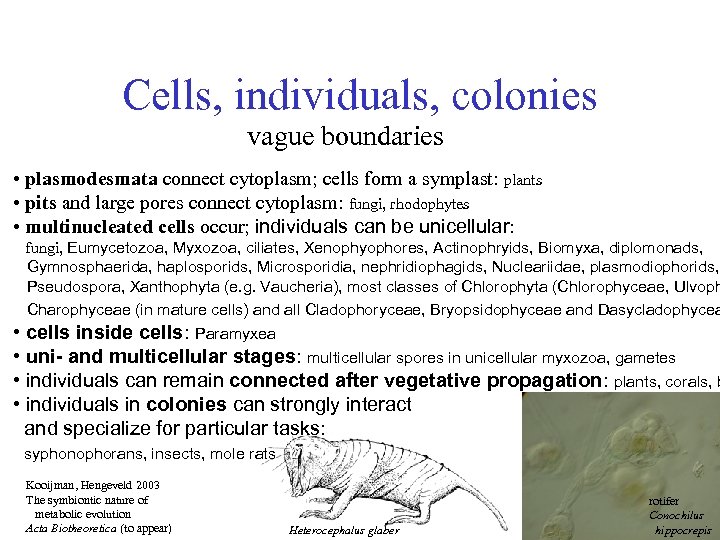 Cells, individuals, colonies vague boundaries • plasmodesmata connect cytoplasm; cells form a symplast: plants