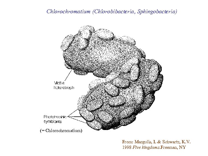 Chlorochromatium (Chlorobibacteria, Sphingobacteria) (= Chlorochromatium) From: Margulis, L & Schwartz, K. V. 1998 Five