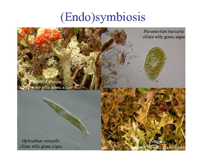 (Endo)symbiosis Paramecium bursaria ciliate with green algae Cladonia diversa ascomycete with green algae Ophrydium