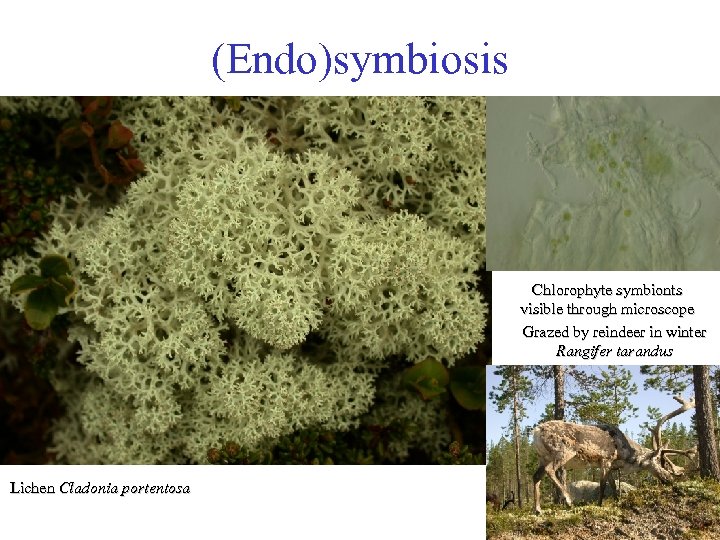 (Endo)symbiosis Chlorophyte symbionts visible through microscope Grazed by reindeer in winter Rangifer tarandus Lichen