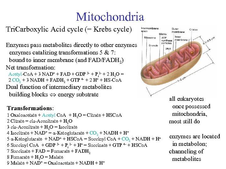 Mitochondria Tri. Carboxylic Acid cycle (= Krebs cycle) Enzymes pass metabolites directly to other