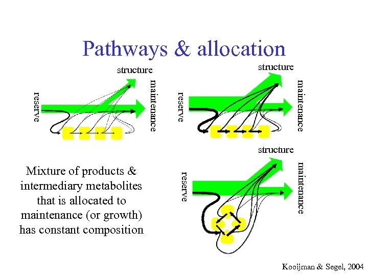 Pathways & allocation structure maintenance reserve Mixture of products & intermediary metabolites that is