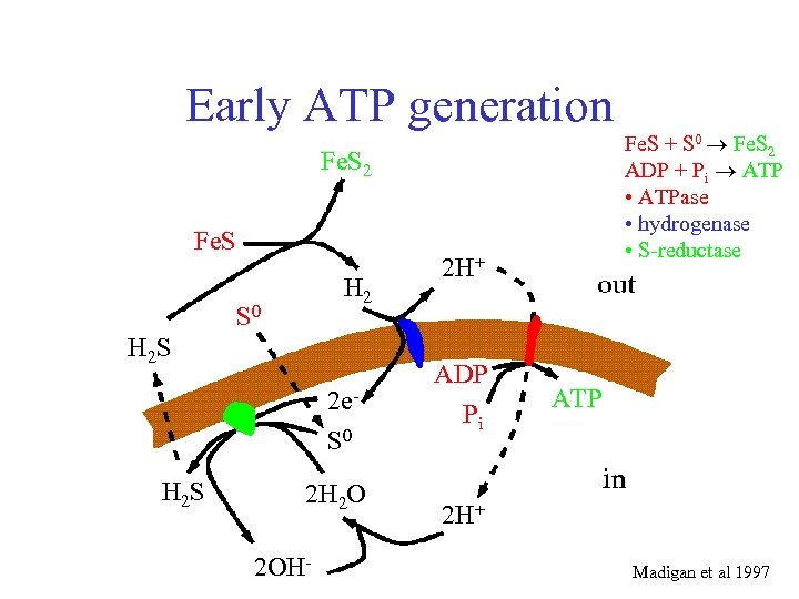 Early ATP generation Fe. S 2 Fe. S H 2 S 0 H 2