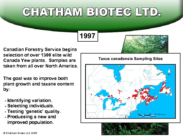 1997 Canadian Forestry Service begins selection of over 1300 elite wild Canada Yew plants.