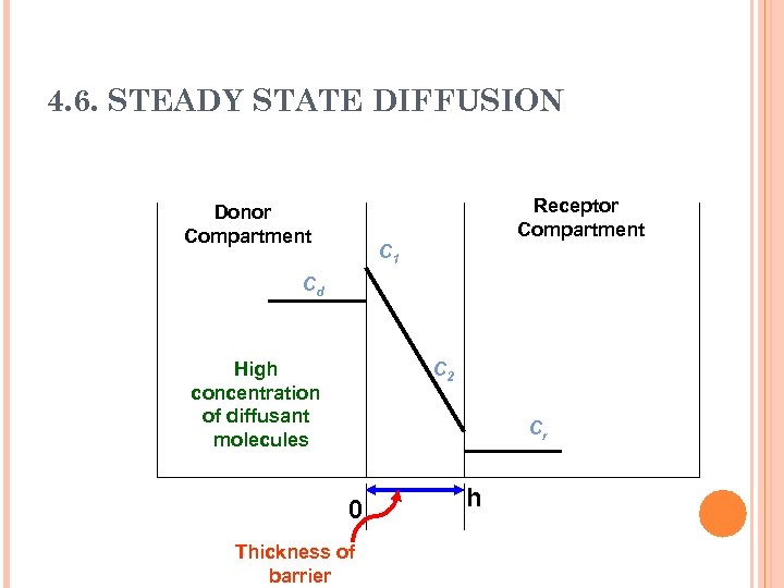 4. 6. STEADY STATE DIFFUSION Receptor Compartment Donor Compartment C 1 Cd High concentration