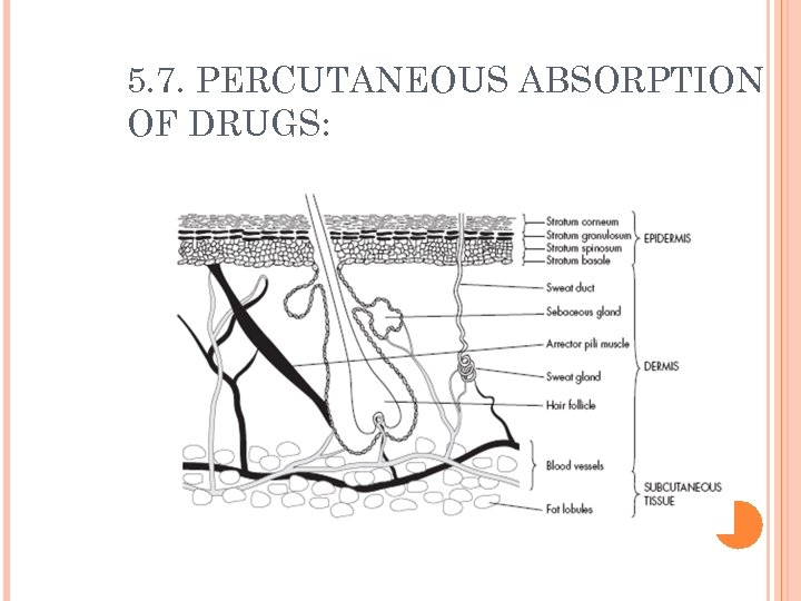 5. 7. PERCUTANEOUS ABSORPTION OF DRUGS: 