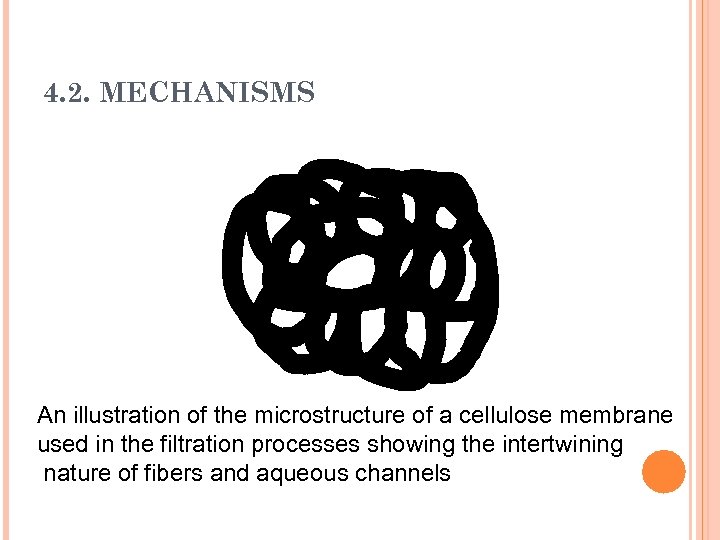 4. 2. MECHANISMS An illustration of the microstructure of a cellulose membrane used in