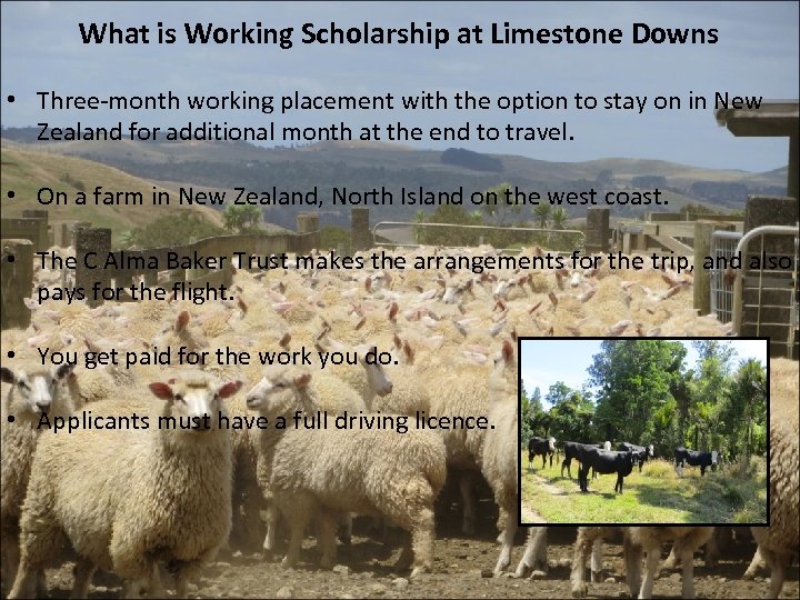 What is Working Scholarship at Limestone Downs • Three-month working placement with the option