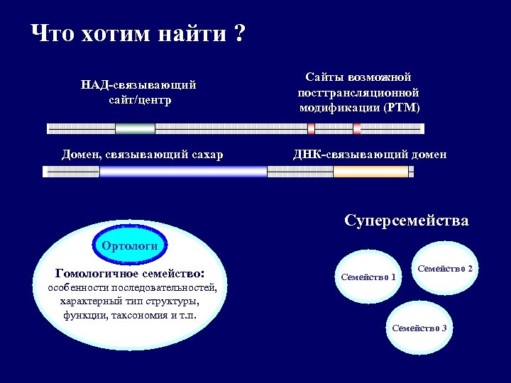 Что хотим найти ? НАД-связывающий сайт/центр Домен, связывающий сахар Сайты возможной посттрансляционной модификации (РТМ)