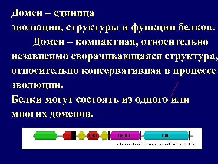 Язык развитие строение. Функции доменов белков. Единица эволюции. Доменная структура и ее роль в функционировании белков. Структура эволюции.