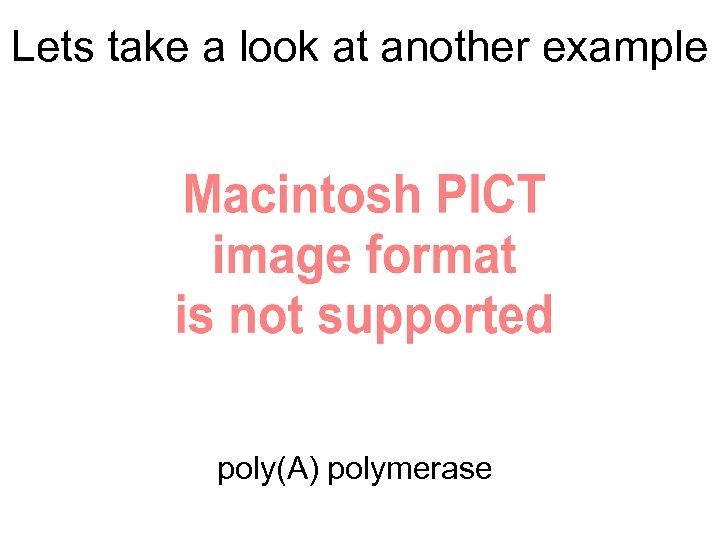 Lets take a look at another example poly(A) polymerase 