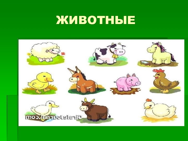 ЖИВОТНЫЕ 