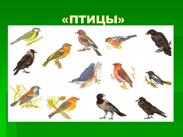  «ПТИЦЫ» 