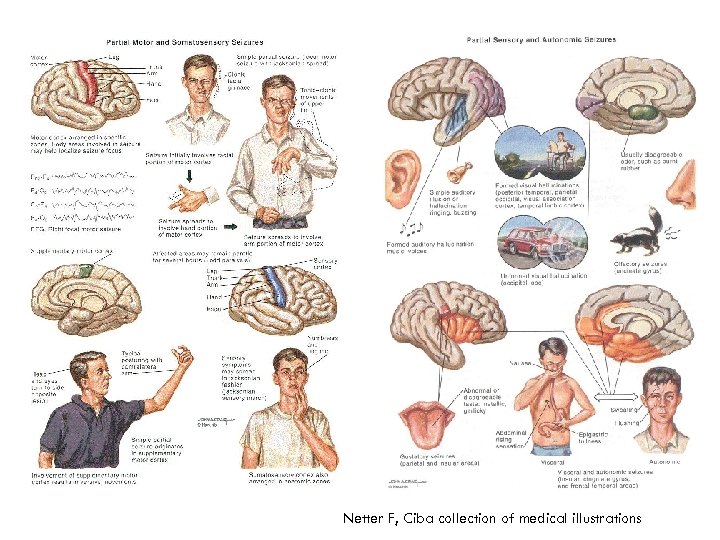 Netter F, Ciba collection of medical illustrations 