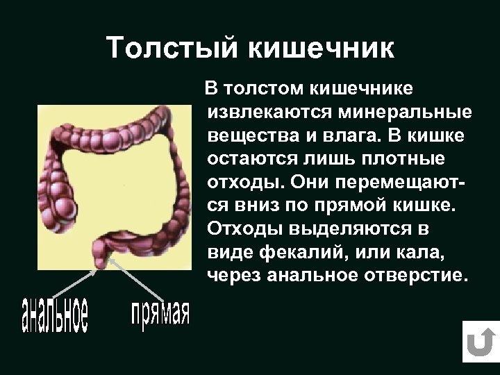 Толстый кишечник В толстом кишечнике извлекаются минеральные вещества и влага. В кишке остаются лишь